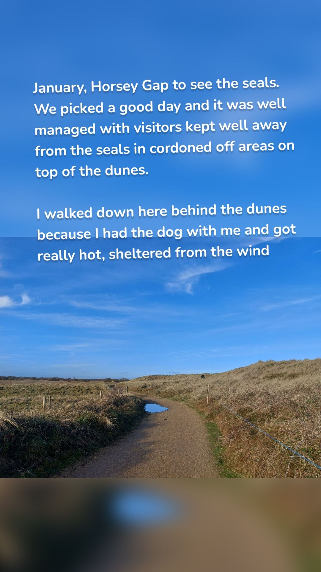 January, Horsey Gap to see the seals. We picked a good day and it was well managed with visitors kept well away from the seals in cordoned off areas on top of the dunes.

I walked down here behind the dunes because I had the dog with me and got really hot, sheltered from the wind